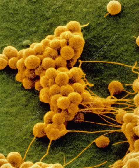 Staphylococcus Epidermidis Bacteria Stock Image B2340046 Science
