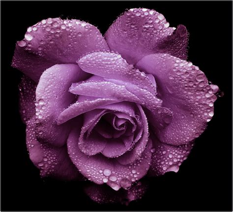 Free Images Blossom Flower Purple Petal Bloom Romantic Pink