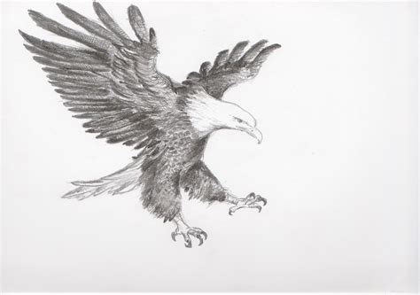 My Life And Around Me Flying Eagle Eagle Drawing Eagle Sketch