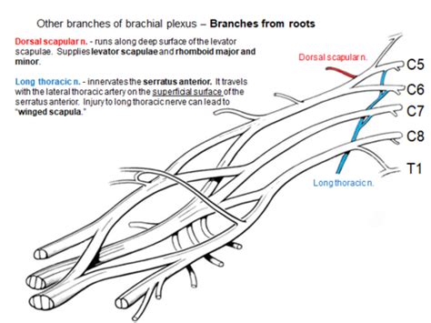 Brachial Plexus And Arterial Supply Of The Upper Limb Flashcards Quizlet