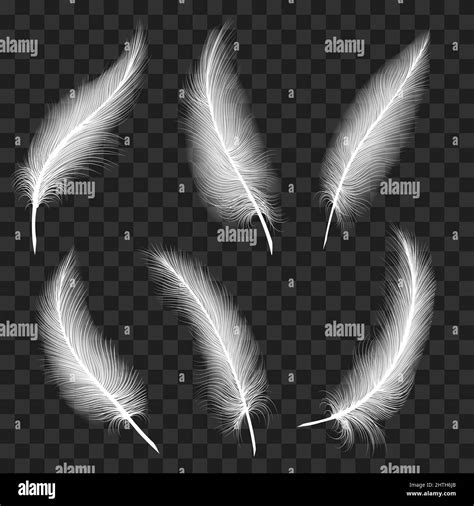 Curved White Feathers Stock Vector Image And Art Alamy