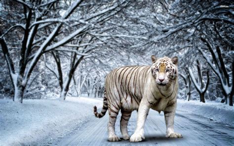 White Wallpaper Snow White Wallpaper Tiger Images Img Re