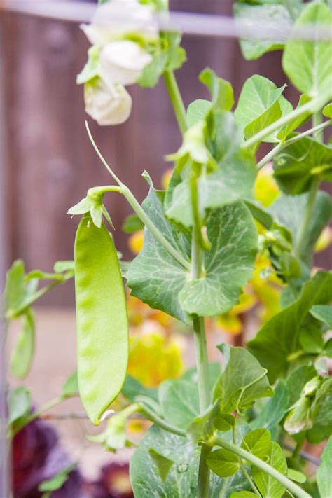 Introduce Kids To The Joys Of Gardening With Snap Peas They Grow