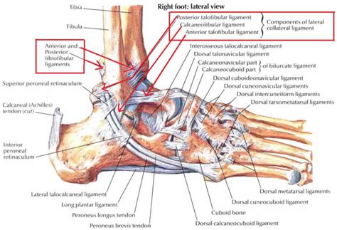 Ankle Impingement Syndrome Causes Symptoms Diagnosis And Treatment