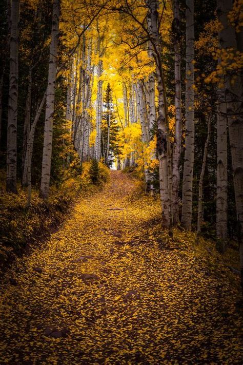 Autumn Paesaggi Paesaggio Autunnale Foreste