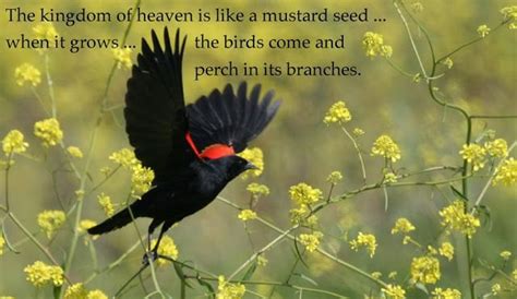 Neno The Word The Parable Of The Mustard Seed Red Winged Blackbird