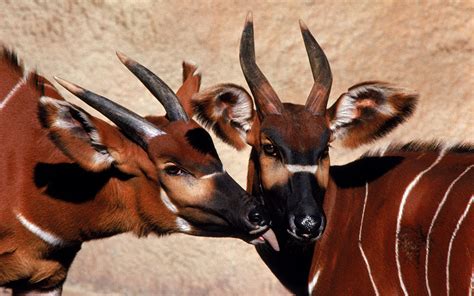 Antelope Full Hd Wallpaper And Background Image 2560x1600 Id423117