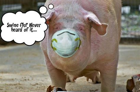 Processed pig is white trash meat. Funny Pig Quotes. QuotesGram