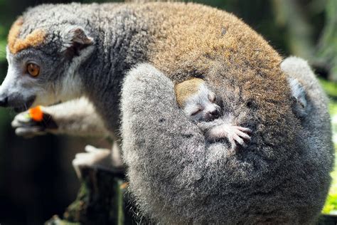 Critically Endangered Crowned Lemur Mom Named Amber Gives