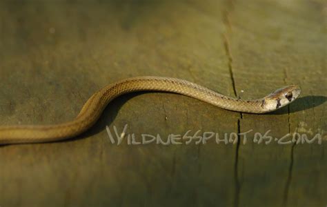 A Brown Snake Sitting On Top Of A Wooden Table