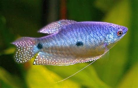 15 Exotic Freshwater Tropical Fish Species Information Tail And Fur