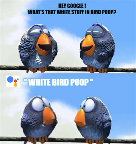 Bird Poop Imgflip