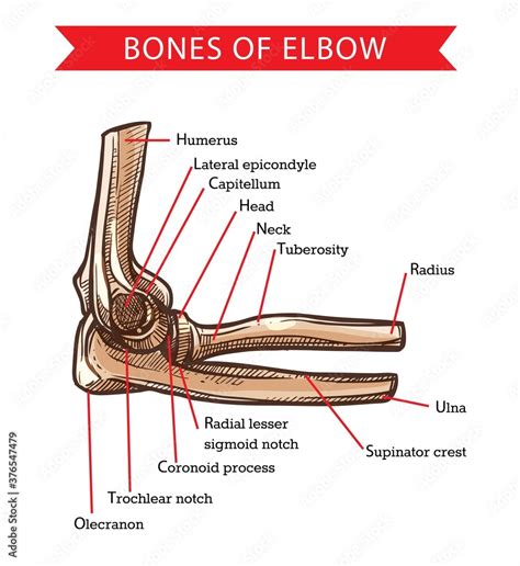 Bones Of Elbow Human Anatomy Vector Sketch Medicine And Health Care
