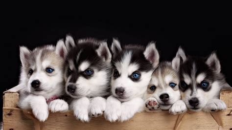 Funny Puppies Desktop Backgrounds Hd Best Hd Wallpapers Cute Husky
