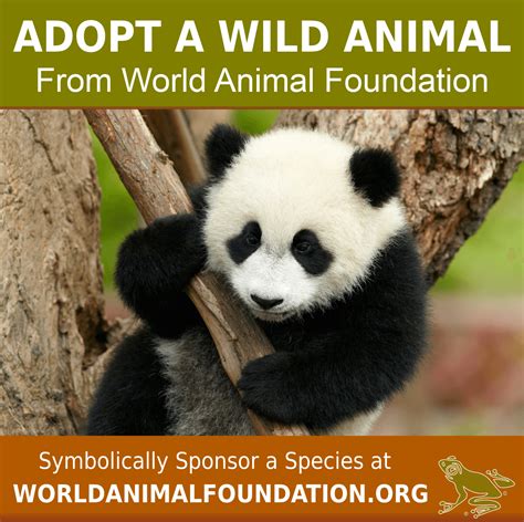 Adopt An Animal Kits Animals Of The World Animals Wild Adoption