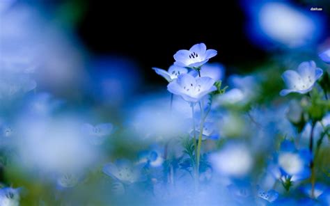 Blue Flower Wallpapers Wallpaper Cave