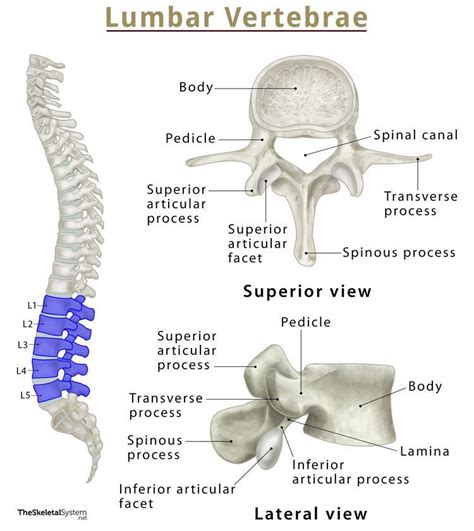 Axis C2 Vertebra Anatomy Functions And Labeled Diagram