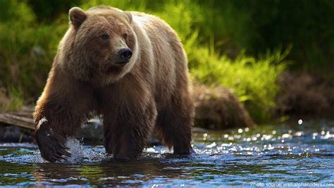 Interesting Facts About Brown Bears Just Fun Facts
