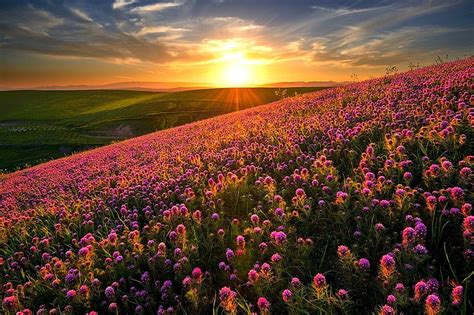 Hd Wallpaper Purple Lavender Fields Scenery Sunset Flowers