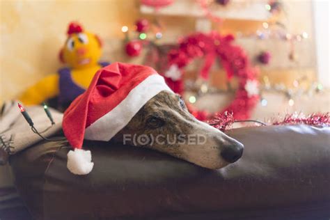 Greyhound Wearing Santa Hat — Pedigree Dog Lying Down Stock Photo