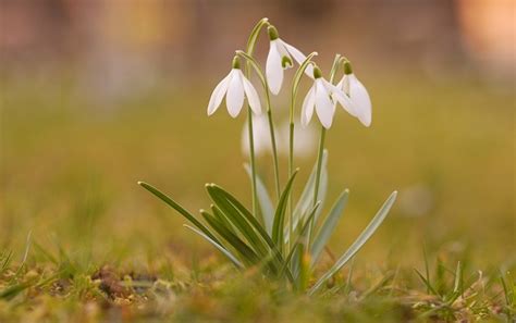 Snowdrops are another flower for january, and it stands as a symbol for hope and beauty. Snowdrop Flower - Meaning, Symbolism and Colors