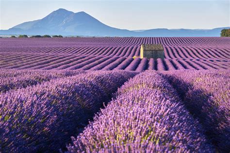 Luberon Lavender Fields Guided Tour With Transport From Avignon Musement
