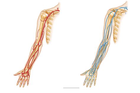 Diagram Of Veins And Arteries In Arm