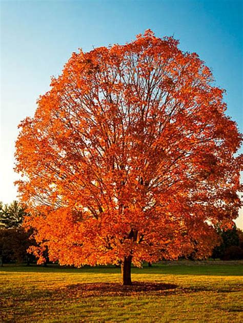 Autumn Blaze Maple The Tree Center