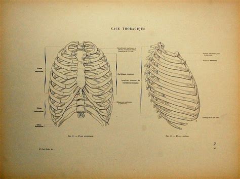 The angle of the rib is lateral to the tubercle and is the point of the greatest degree of curvature. 37 best rib cage ideas images on Pinterest | Art projects, Beautiful pictures and Boats