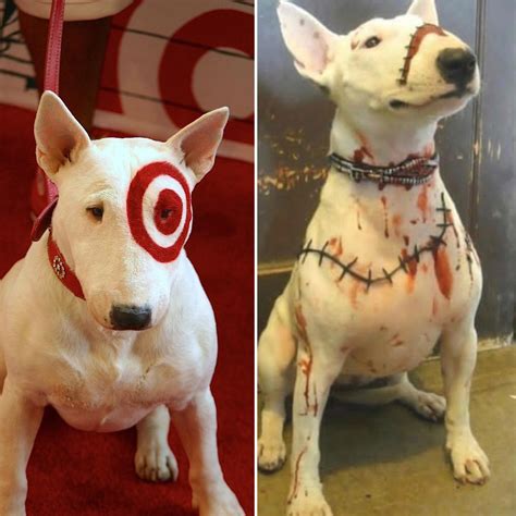 Bullseye Targets Mascot Has Been Frankensteined Rpics