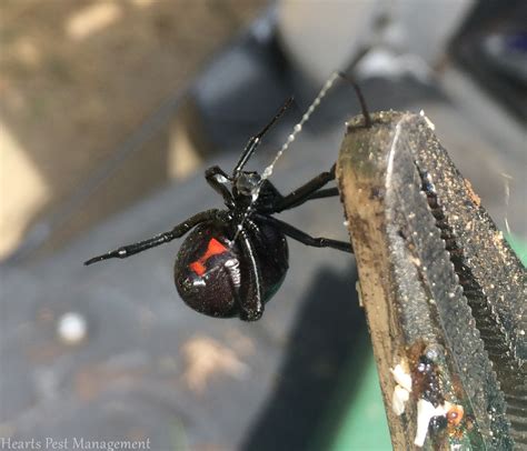 Black Widow Spider Showing Her Red Hourglass