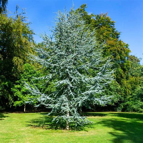 Blue Atlas Cedar Trees For Sale