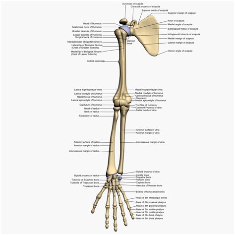 Bone Structure Arm Human Arm Bones Diagram Bones Arm Anatomy Bone