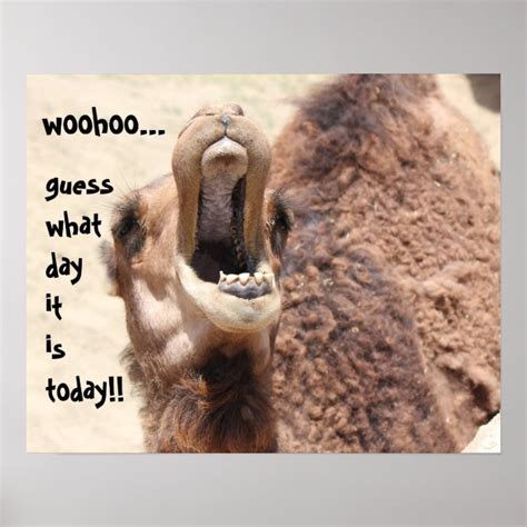 Funny Camel Hump Day Guess What Day It Is Poster Zazzle