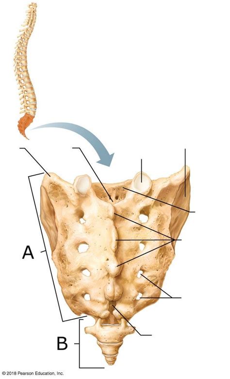 Processes Of The Tailbone Diagram Quizlet