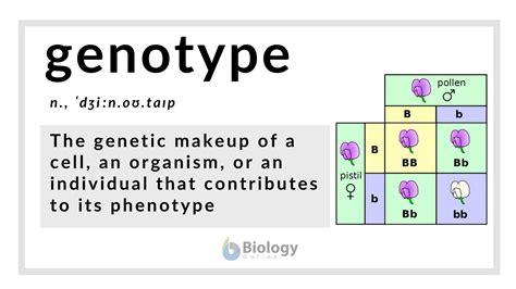 Genetic Makeup Definition Biology Mugeek Vidalondon