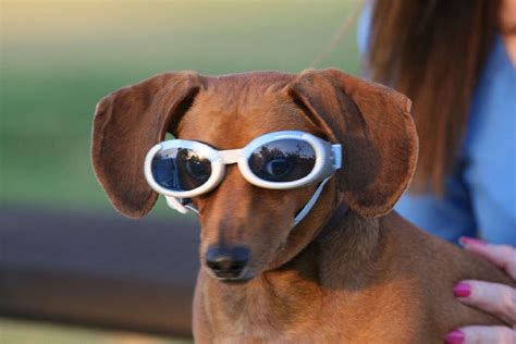 Doggles Are Taking Dog Fashion To The Next Level Bone And Yarn