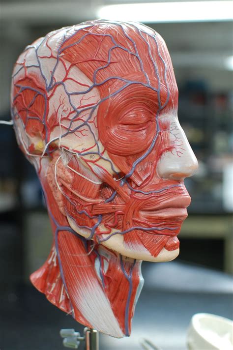 Human Anatomy Lab Muscles Of The Head And Neck