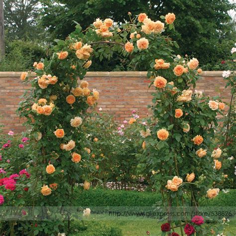 Jual Benih Bunga Mawar Rambat Warna Oren Climbing Orange Rose Import
