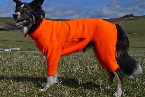 10 Waterproof Dog Coats For Your Canine Companion Dog Furiendly