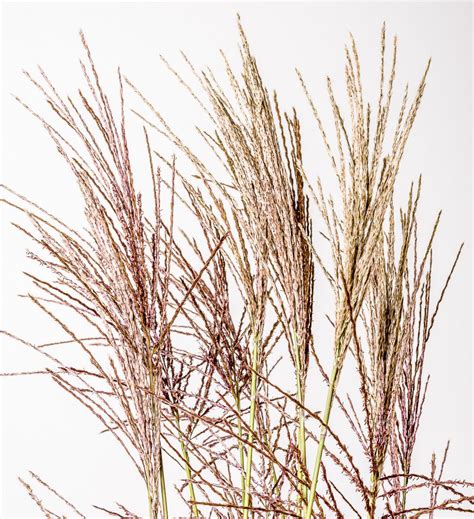 Die miscanthus sinensis ferner osten kennzeichnet sich durch das prachtvolle blütenmeer, das alle betrachter in den bann zieht. Chinaschilf Ferner Osten - Miscanthus sinensis Ferner ...