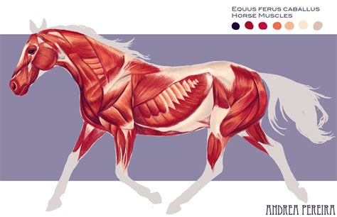 Horse Muscles By Hatarus On Deviantart Horse Anatomy Horses Neck