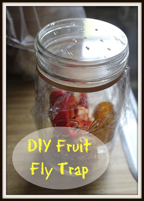 Fruit Fly Trap Diy