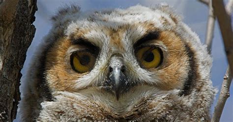 Owl Eye Anatomy