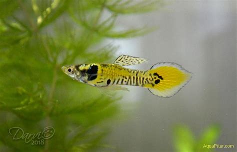 .beli ikan guppy endler mini tiger, mini tiger endler livebearer fish, endler mini tiger grade, endler guppy breeding using black panda guppies yellow tiger endlers pt 1. Гуппи Эндлера Тигр (Tiger endler guppy) самцы и самки ...