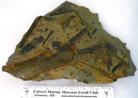 Carboniferous Fossil Fern Identification