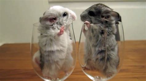 Chinchillas Hanging Out In Wine Glasses And Falling In Love Video