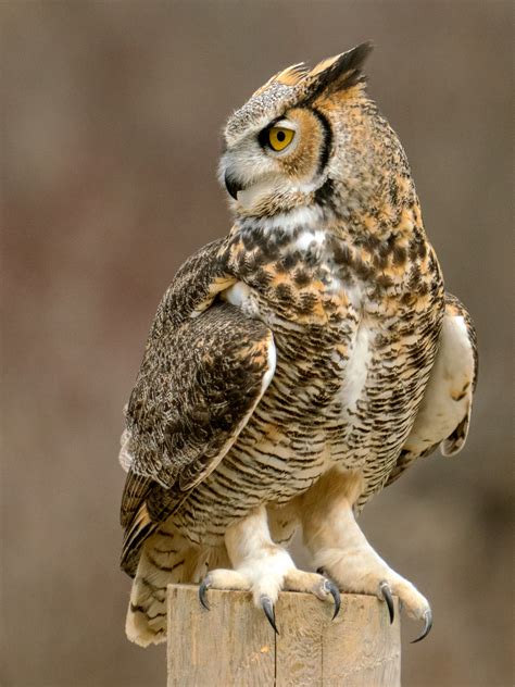 Filetalons Great Horned Owl Wikimedia Commons