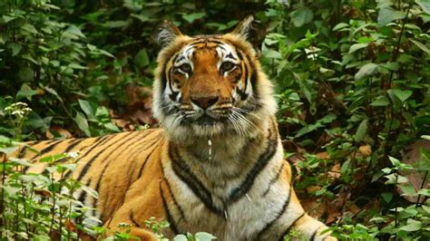 Up Government Approves First Tiger Reserve In Bundelkhand Region