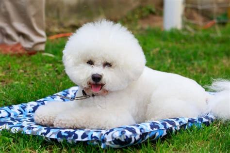 Bichon Frise Meet One Of The Cutest Dogs In The World K9 Web